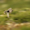 Kulik zlaty - Pluvialis apricaria - Golden Plover 1173